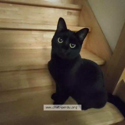 Photo 1/1 Chat retrouvé Perdu à Saint andre de corcy