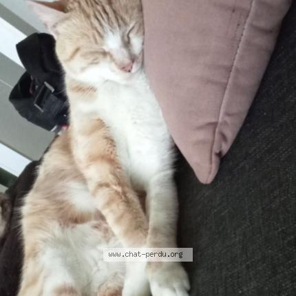 Photo 1/2 Dudu Chat perdu à Pont de buis les quimerch