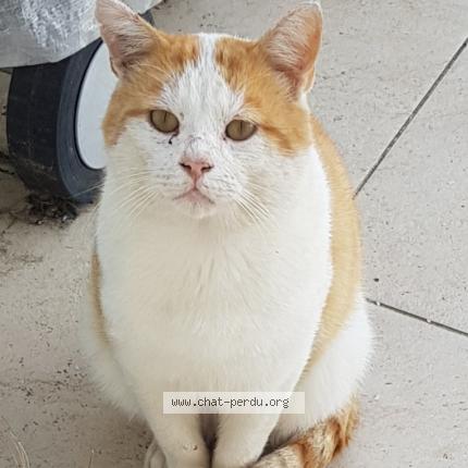 Photo de chat trouvé à Joue Sur Erdre