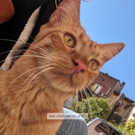 Photo 1/1 Chat retrouvé Trouvé à Toulouse
