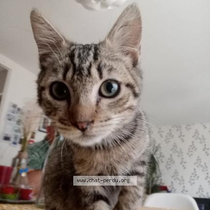 Photo de chat perdu à Nogent Le Rotrou