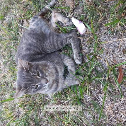 Photo 1/1 Titus Chat perdu à Saint georges de montcla