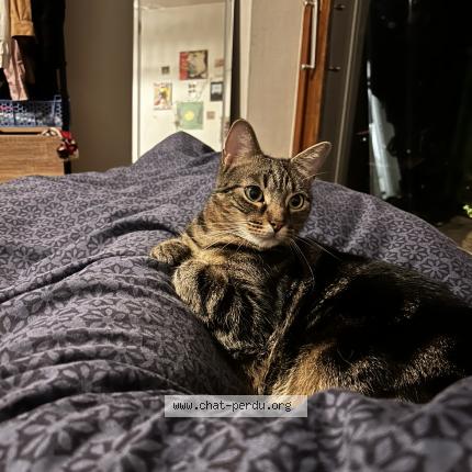 Photo de chat perdu à Grenoble