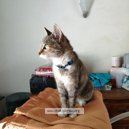 Photo 1/1 Chat retrouvé Perdu à Callian