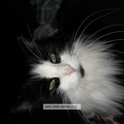 Photo 1/1 Chat retrouvé Perdu à Saint simeon de bressieux