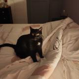 Photo de chat perdu à Reyrieux