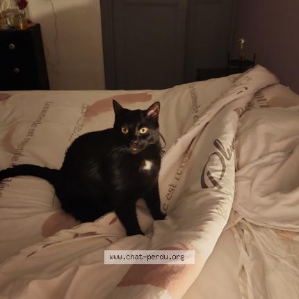 Photo 1/1 Chat retrouvé Perdu à Reyrieux