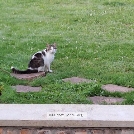 Photo 1/1 Chat retrouvé Perdu à Hornaing
