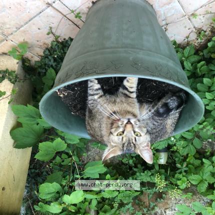 Photo 1/1 Chat retrouvé Perdu à Soumans Lieu Dit Chateux