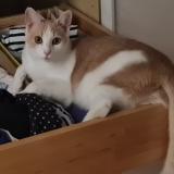 Photo de chat perdu à Rochefort En Yvelines