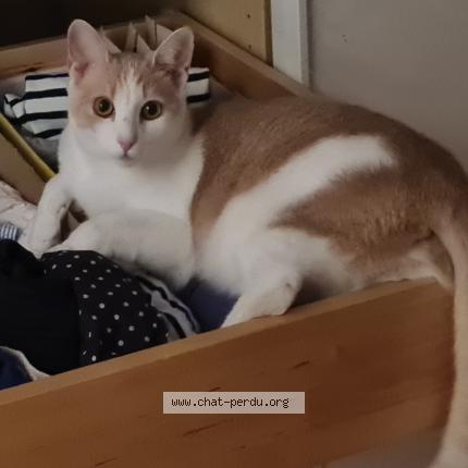 Photo 1/1 Chat retrouvé Perdu à Rochefort en yvelines