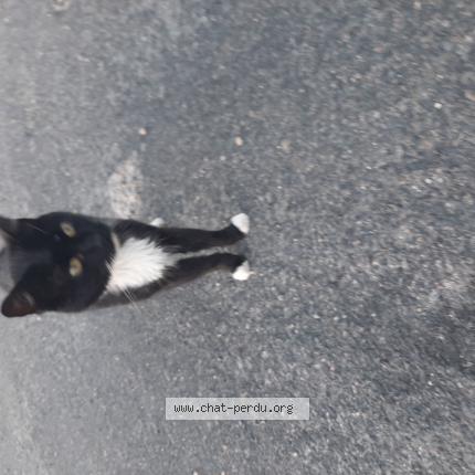 Photo 1/1 Chat retrouvé Trouvé à Toulenne