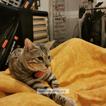 Photo 1/1 Chat retrouvé Perdu à Louvres