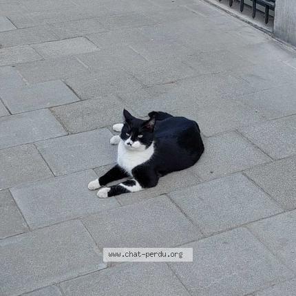 Photo 1/1 Chat retrouvé Perdu à Schaerbeek