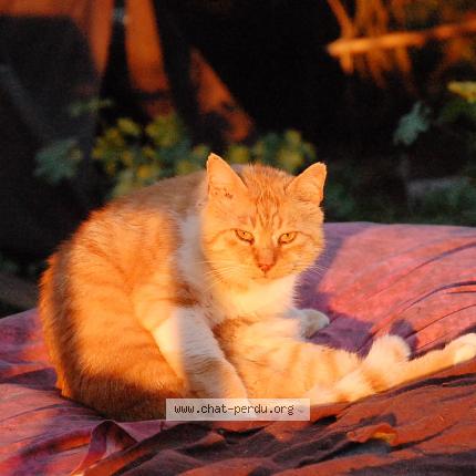 Photo 1/1 Chat retrouvé Perdu à Saint Amans Soult