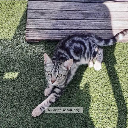 Photo de chat perdu à Nantes