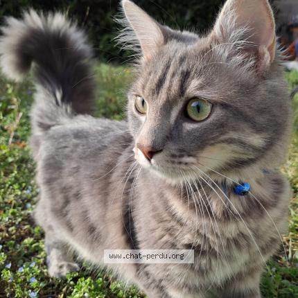 Photo 1/1 Chat retrouvé Perdu à Lyon
