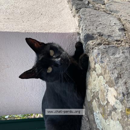 Photo de chat perdu à Le Cap D Agde