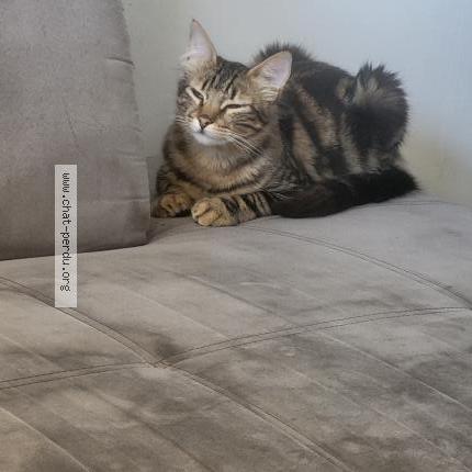 Photo 1/2 Chat retrouvé Perdu à Marignane