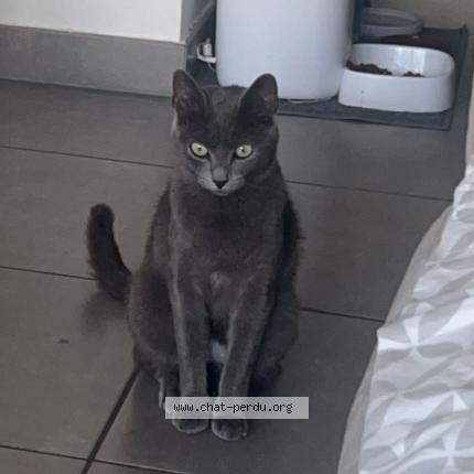 Photo de chat perdu à Eybens