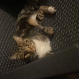 Photo de chat trouvé à Maurepas