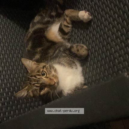 Photo 1/1 Chat retrouvé Trouvé à Maurepas