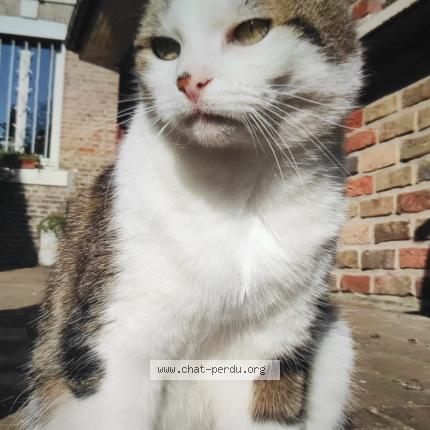 Photo 1/1 Chat retrouvé Perdu à Amiens