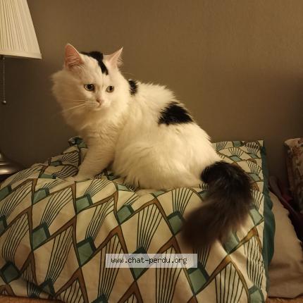 Photo 1/1 Chat retrouvé Perdu à Rennes