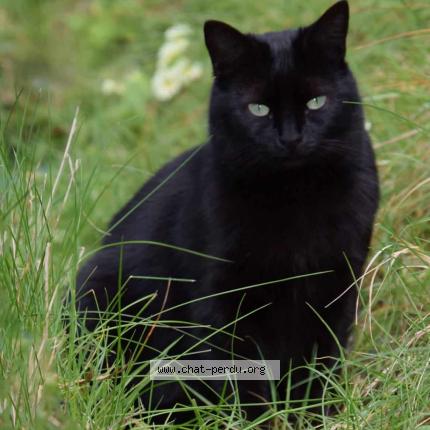 Photo 1/1 Chat retrouvé Perdu à Octeville Sur Mer