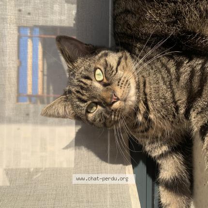 Photo 1/1 Chat retrouvé Perdu à Sainte Croix Hague