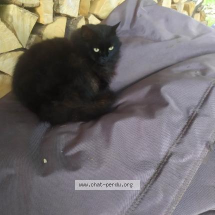 Photo 1/1 Pisco Chat perdu à Crolles