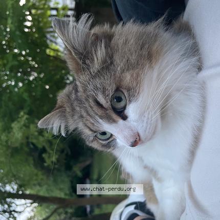 Photo 1/1 Chat retrouvé Perdu à Angers