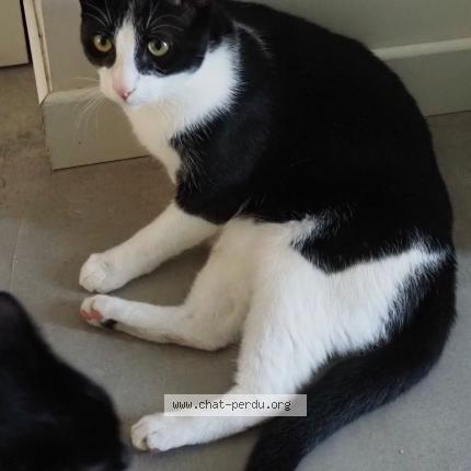 Photo 1/1 Chat retrouvé Perdu à Merignac