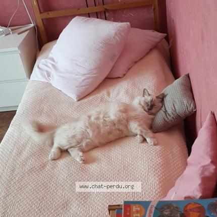 Photo 1/1 Chat retrouvé Perdu à Clamart