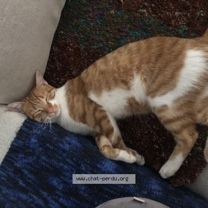 Photo 1/1 Chat retrouvé Perdu à Urrugne