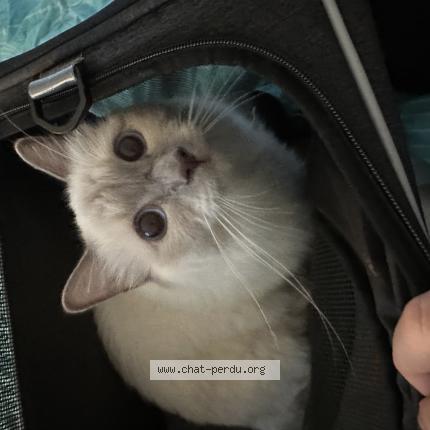 Photo 1/1 Chat retrouvé Trouvé à Clamart