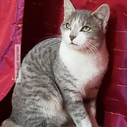 Photo 1/1 Chat retrouvé Perdu à Saint Sauveur En Puisaye