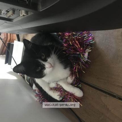 Photo 1/1 Chat retrouvé Perdu à Les Sables D Olonne