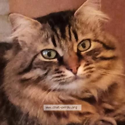 Photo 1/1 Moon Chat perdu à Montaigu de quercy