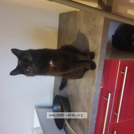 Photo de chat perdu à Nantes