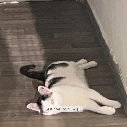 Photo de chat perdu à Echirolles