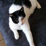 Photo de chat perdu à Saint Etienne Du Bois