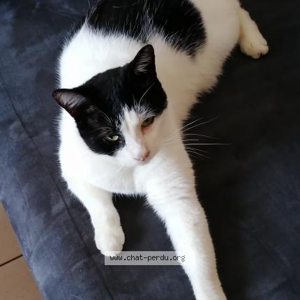 Photo 1/1 Chat retrouvé Perdu à Saint Etienne Du Bois
