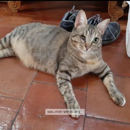Photo 1/1 Chat retrouvé Perdu à Aix En Provence