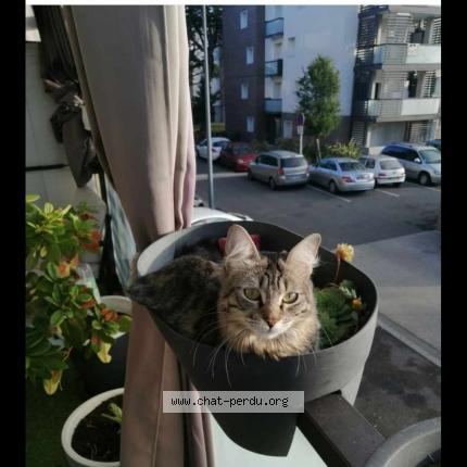 Photo de chat perdu à Colomiers