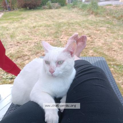 Photo 1/1 Chat retrouvé Perdu à Gouesnou