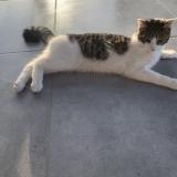 Photo de chat perdu à Uxegney