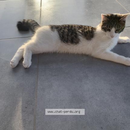 Photo 1/2 Chat retrouvé Perdu à Uxegney