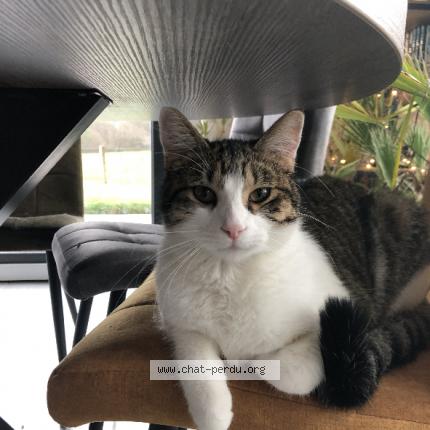 Photo 2/2 Chat retrouvé Perdu à Uxegney