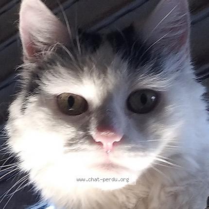 Photo 1/1 Chat retrouvé Perdu à Auxonne